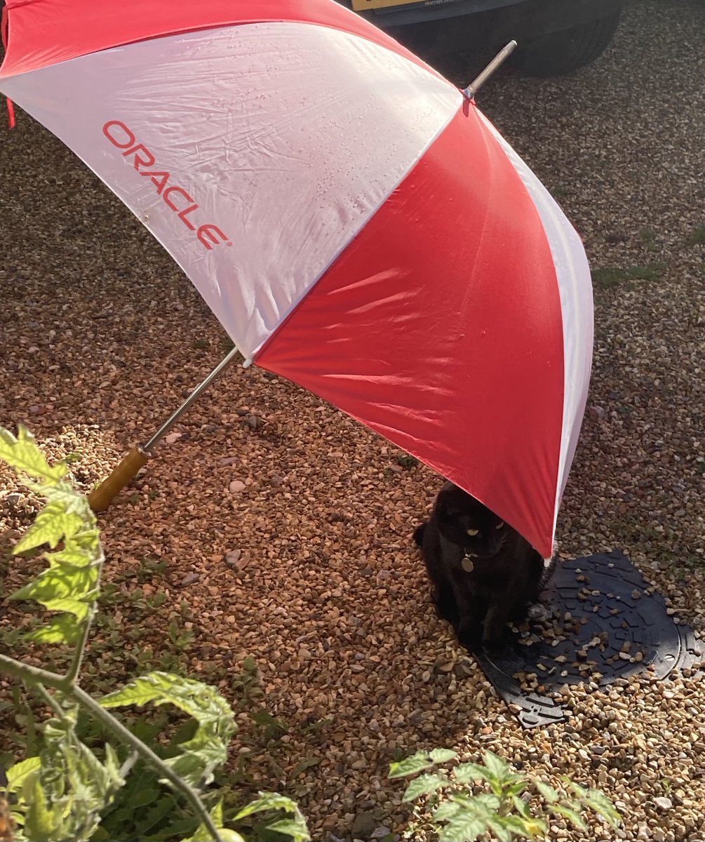RichPitts's tweet photo. Hedging her bets #researchcat Betty ready for the next shower https://t.co/R4ZIPhCgu4