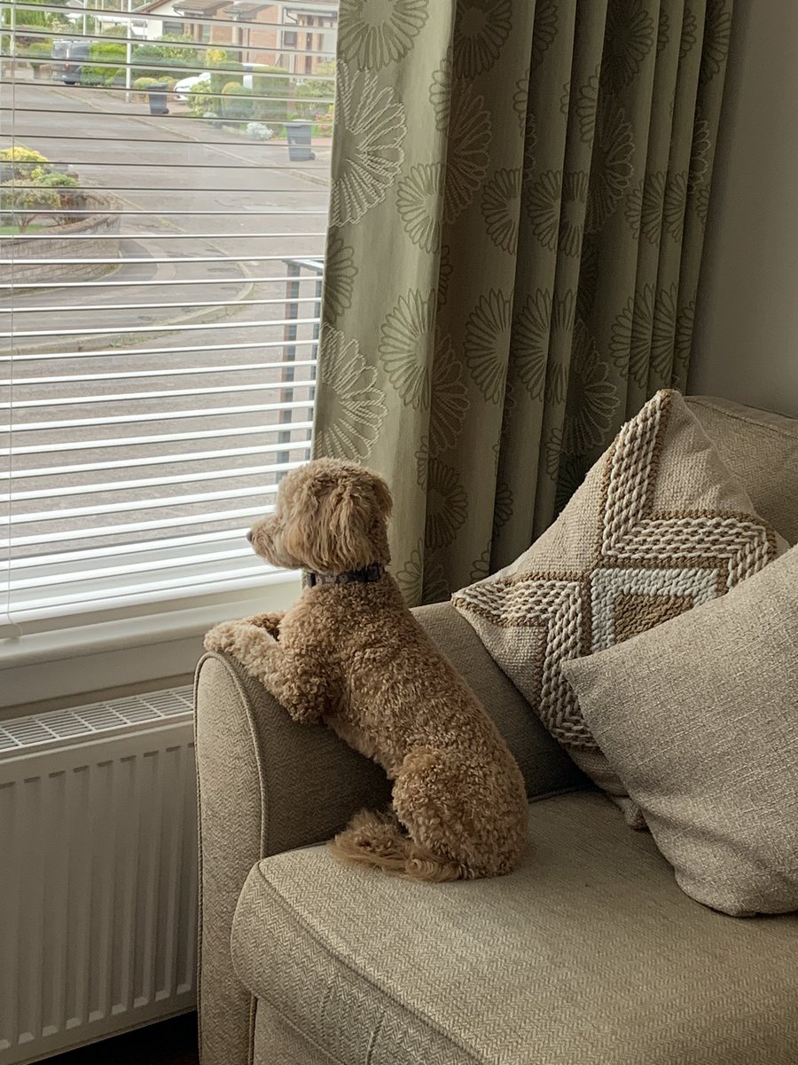 jogdundee's tweet image. Dog safely returned to his Glasgow home. That’s me back on my #dailyexercise kick. Saturday gym done.