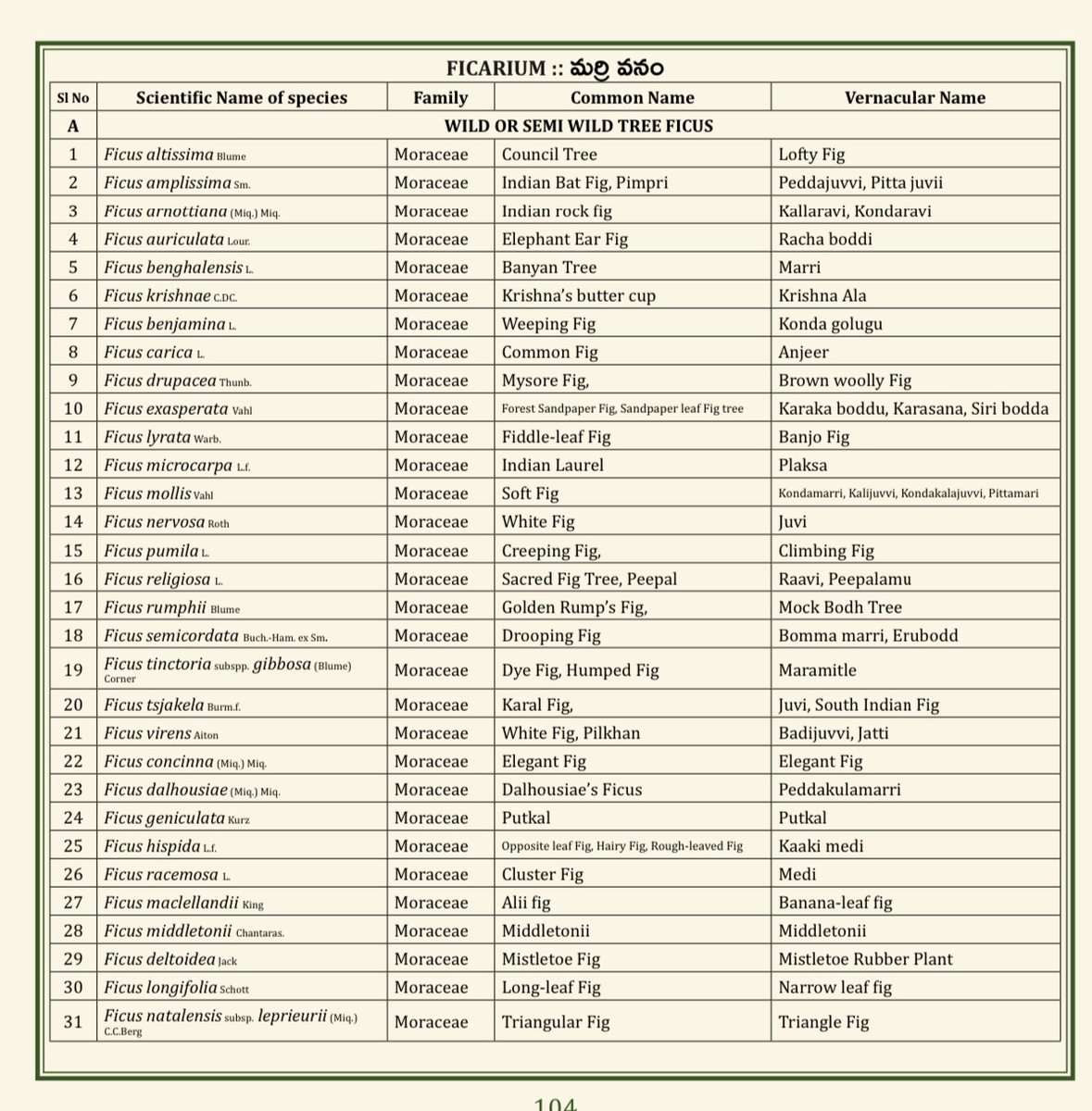 (42/75) FICARIUM
<a href="/TSFDCL/">Telangana Forest Development Corporation Ltd</a>
<a href="/HarithaHaram/">Telangana Forest Dept.</a>
<a href="/FCRIHyderabad/">FCRI Hyd Telangana</a>
<a href="/TelanganaCMO/">Telangana CMO</a>
<a href="/PMOIndia/">PMO India</a>
<a href="/bsi_moefcc/">Botanical Survey of India</a>
<a href="/bgci/">Botanic Gardens Conservation International</a>
<a href="/UNBiodiversity/">UN Biodiversity</a>
<a href="/FAOclimate/">FAO Climate Change & Biodiversity</a>
<a href="/UNEP/">UN Environment Programme</a>
<a href="/RoyalBotanical/">Royal Botanical</a>
<a href="/IcfreIndia/">Indian Council of Forestry Research and Education</a>
<a href="/RoyalBotanical/">Royal Botanical</a>
<a href="/TreesforCities/">Trees for Cities</a>