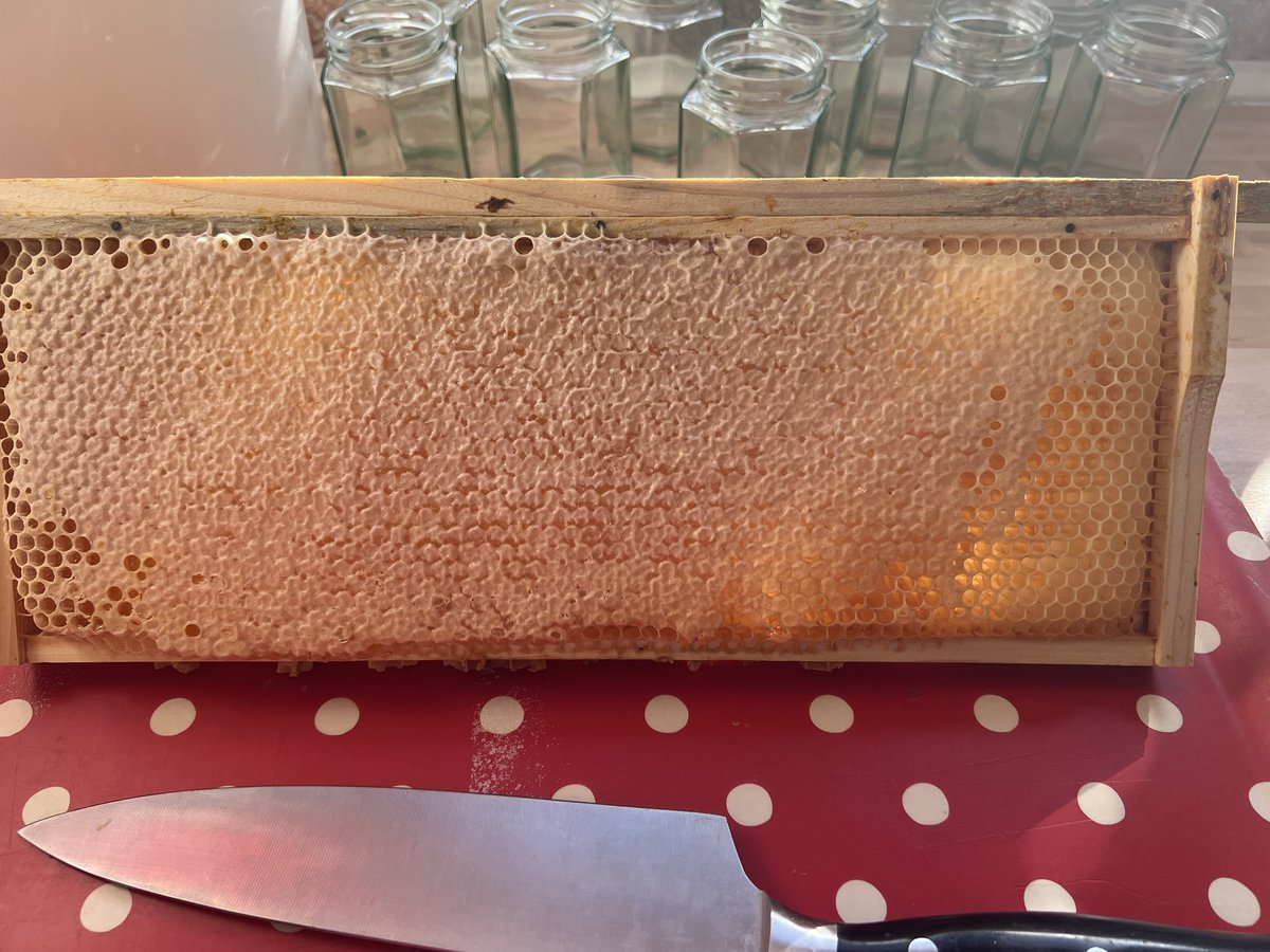 TylaGlasBees's tweet photo. Let’s start cutting the comb ready for chunk honey 🍯 😋 🐝 👍

  #bees #beeswaxproducts #Bees #welshbees #honey #chunk #honey #chunkhoney #chunkhoneycomb https://t.co/mMu2rKdJOi