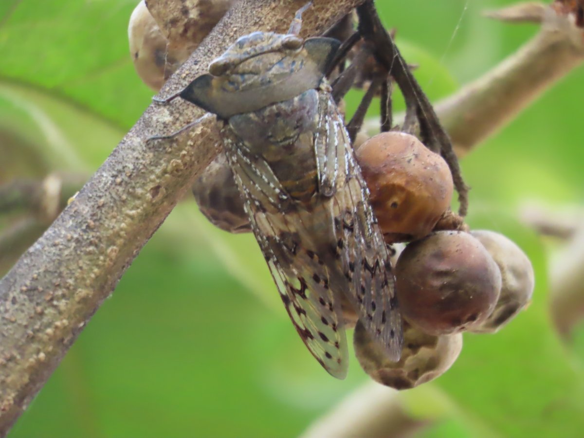 WWWings2023's tweet photo. #SomethingDifferentSaturday #ThingswithWings
On the left, a potential consumer of much of the garden plants; on the right, the cicada: the "noise-maker" par excellence at this moment in our garden.
#Zambia #Insects #TwitterNatureCommunity #NaturePhotography #gardenphotography https://t.co/ER8nI4tb7y