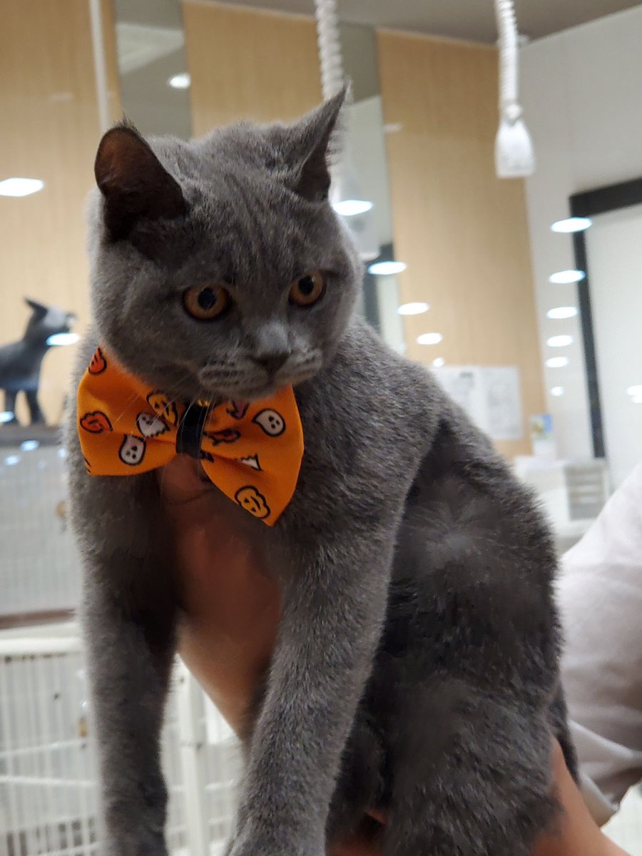 uchida_riesyon's tweet photo. クーポンあったからシャンプーしてもらった！🐈（ハロウィン仕様のリボン付きだった🎃） https://t.co/tjYryRTUNr