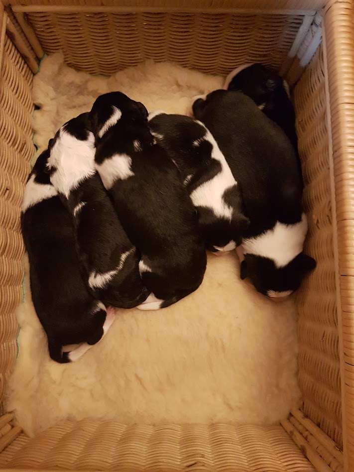 just come in to our rescue, six days old and orphaned. Some sleepless nights ahead folks.
#puppies #bordercollies #bottlefeeding #breeding