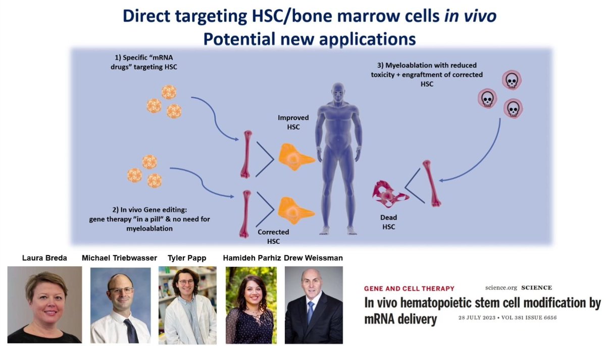 salvadorpayan's tweet image. ¿Adónde llegaremos con la #TerapiaGénica?Que la mieloablación es un problema 👉🏾 introducimos ARNm de proteínas proapoptóticas en las células madre y luego infundimos. La #Hematología,liderando el futuro de la Medicina.Stefano Rivella, reunión del grupo europeo de #Eritropatología