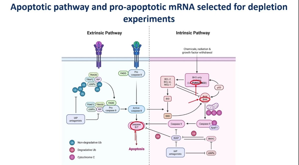 salvadorpayan's tweet image. ¿Adónde llegaremos con la #TerapiaGénica?Que la mieloablación es un problema 👉🏾 introducimos ARNm de proteínas proapoptóticas en las células madre y luego infundimos. La #Hematología,liderando el futuro de la Medicina.Stefano Rivella, reunión del grupo europeo de #Eritropatología
