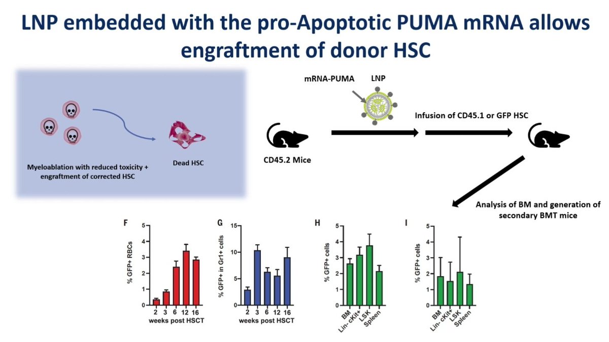 salvadorpayan's tweet image. ¿Adónde llegaremos con la #TerapiaGénica?Que la mieloablación es un problema 👉🏾 introducimos ARNm de proteínas proapoptóticas en las células madre y luego infundimos. La #Hematología,liderando el futuro de la Medicina.Stefano Rivella, reunión del grupo europeo de #Eritropatología