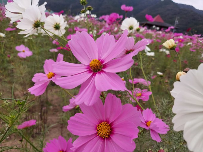 Twitterのコスプレ画像17