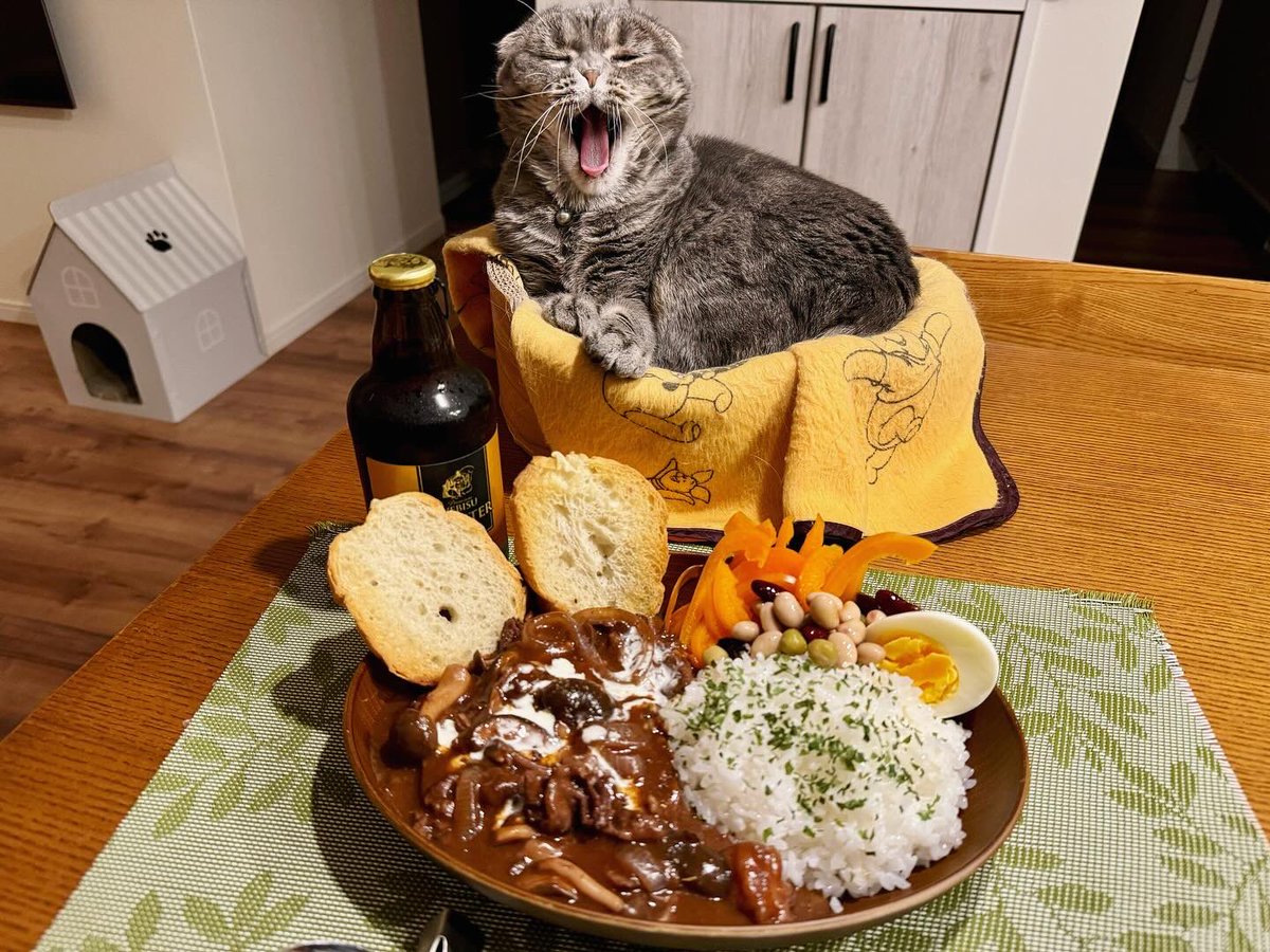 ndTu67XYaawnA2U's tweet photo. ハヤシライスと猫
Hayashi rice & Cat
#猫 #スコティッシュフォールド #ハヤシライス #エビスマイスター #あくび猫
#cat #scottishfold #hayashirice #hashedbeefrice #yebisumeister #yawningcat https://t.co/TK9g4NQbDR