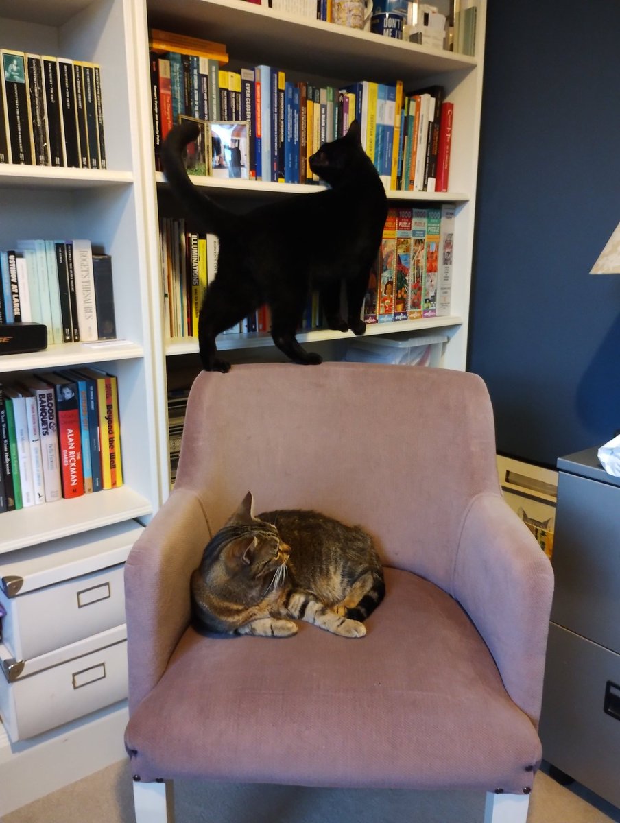 MissTibbs5's tweet photo. Hapy #Caturday , furriends. Haz fun day and enjoy your #Hedgewatch 😻

#TabbyTroop #BlackCats #CatsOfTwitter #CatsOnTwitter #CatsOfX https://t.co/bi5wR6MqBS