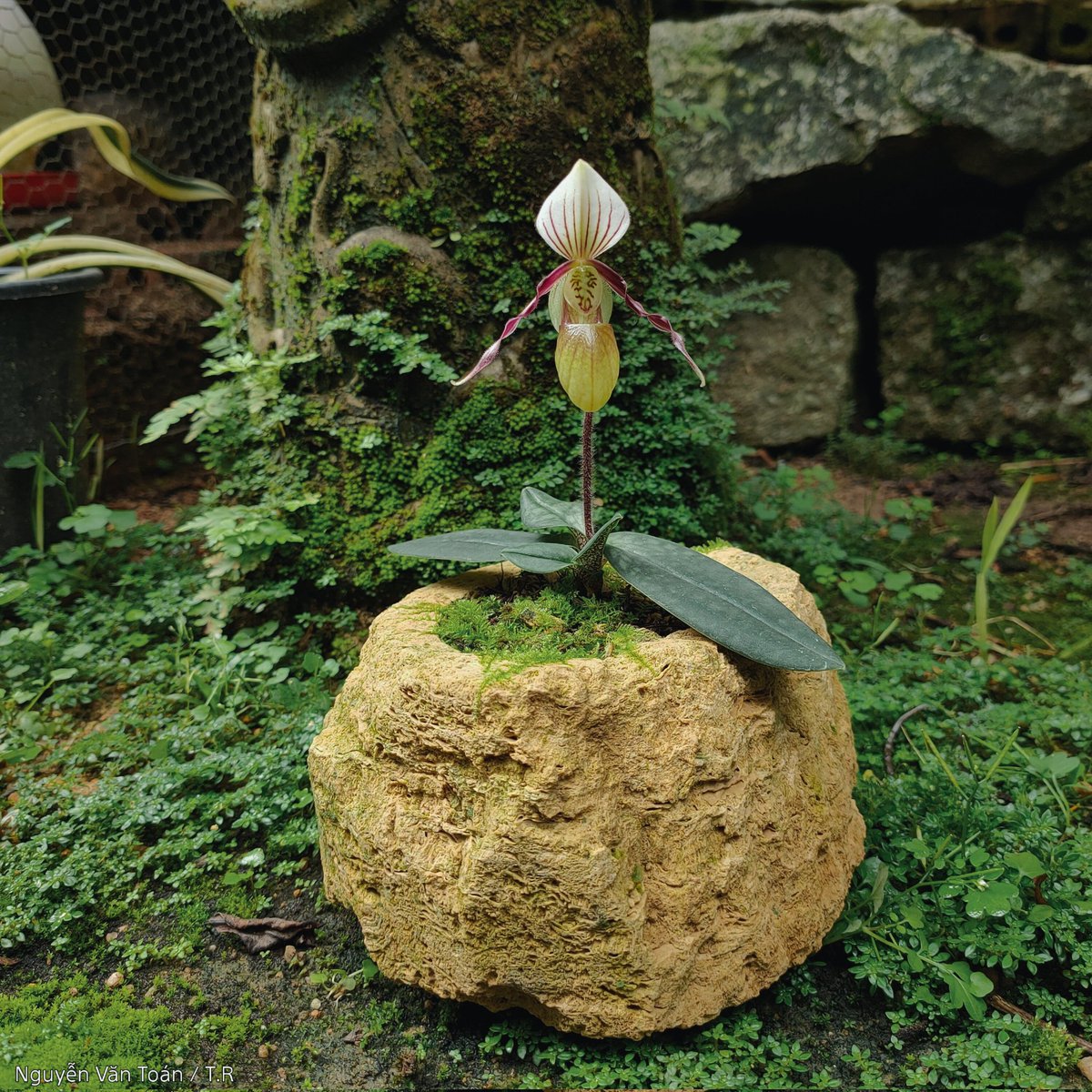 toanrom3198's tweet photo. Paphiopedilum canhii (Hài Cảnh) https://t.co/EwtTBtg668
