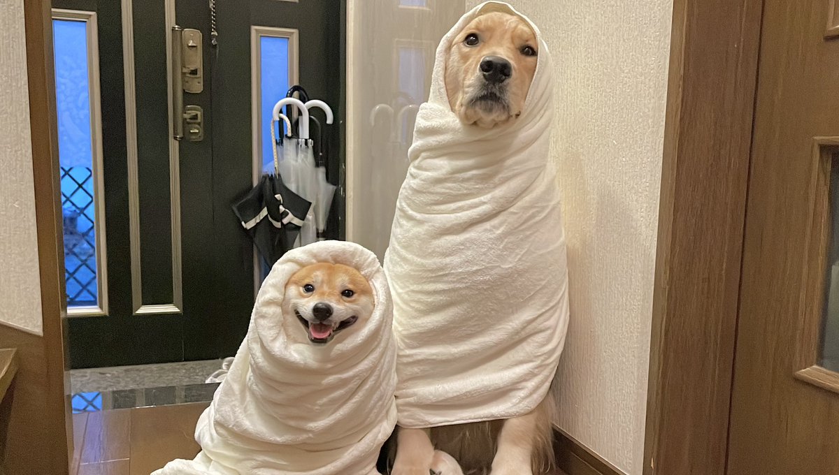 豆柴うに&ゴールデンレトリバーおから tweet media