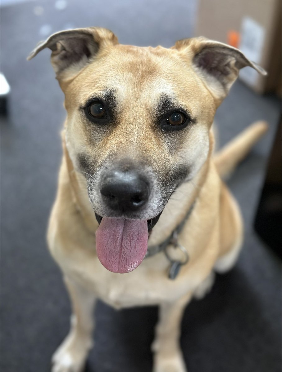 LongIslandCares's tweet photo. Paws Walk today!! 8 a.m-12 p.m at Belmont Lake State Park 🐶🧡 come and support our Baxters Pet Pantry 🤝 #belmont #pawswalk https://t.co/rAGEBfk2Bb