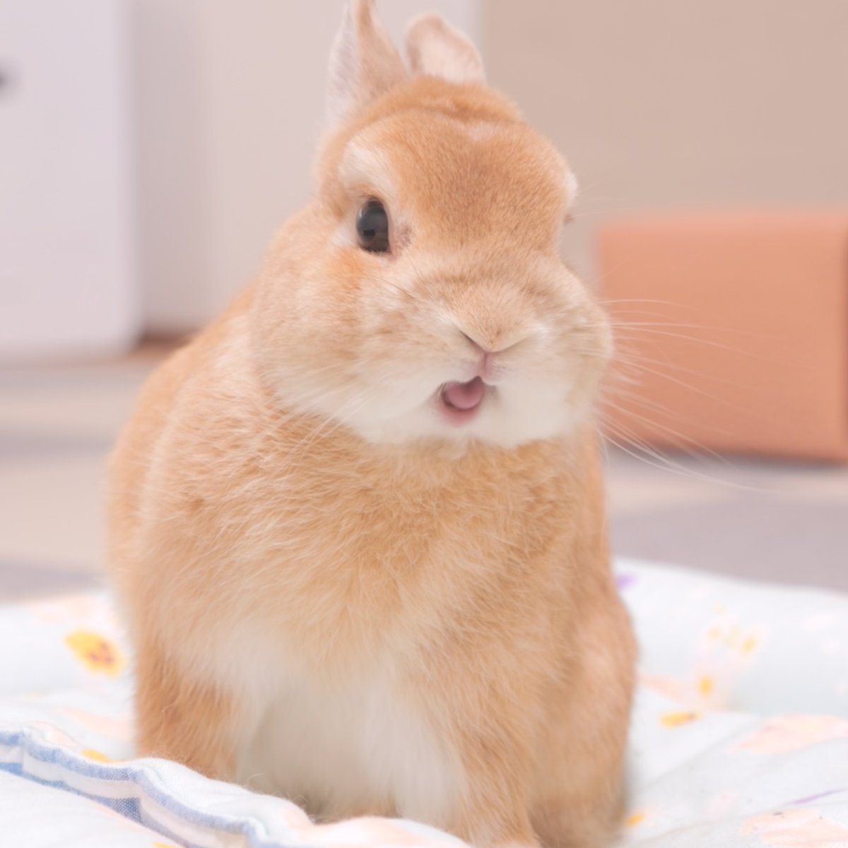 驚いたムギ🐰

Surprised Mugi

놀라는 무기

#うさぎ　#bunny

#うさぎの麦ちゃんねる