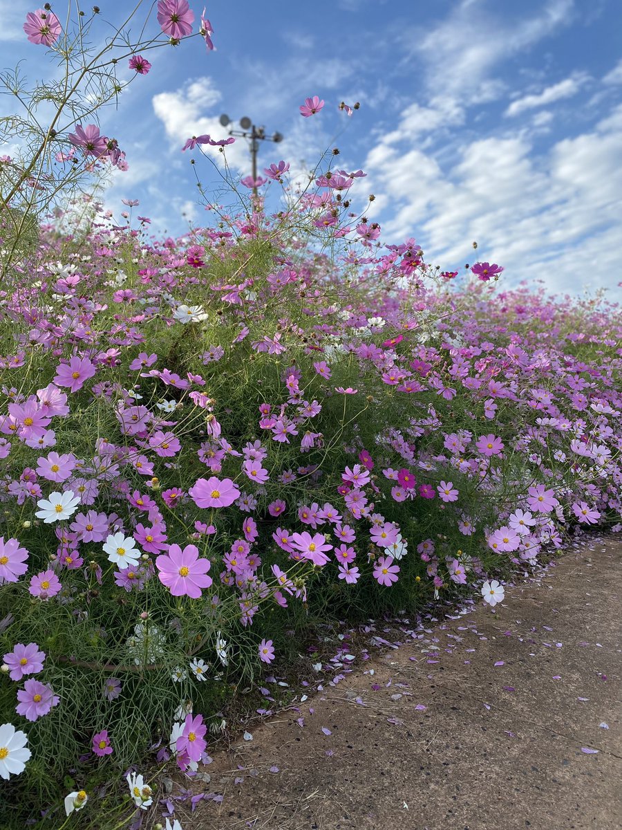 コスモス可愛かった🫶
気持ちの良いお散歩🌸

#シエルとラピス
#シェルティ
#シェットランドシープドッグ
#多頭飼い
