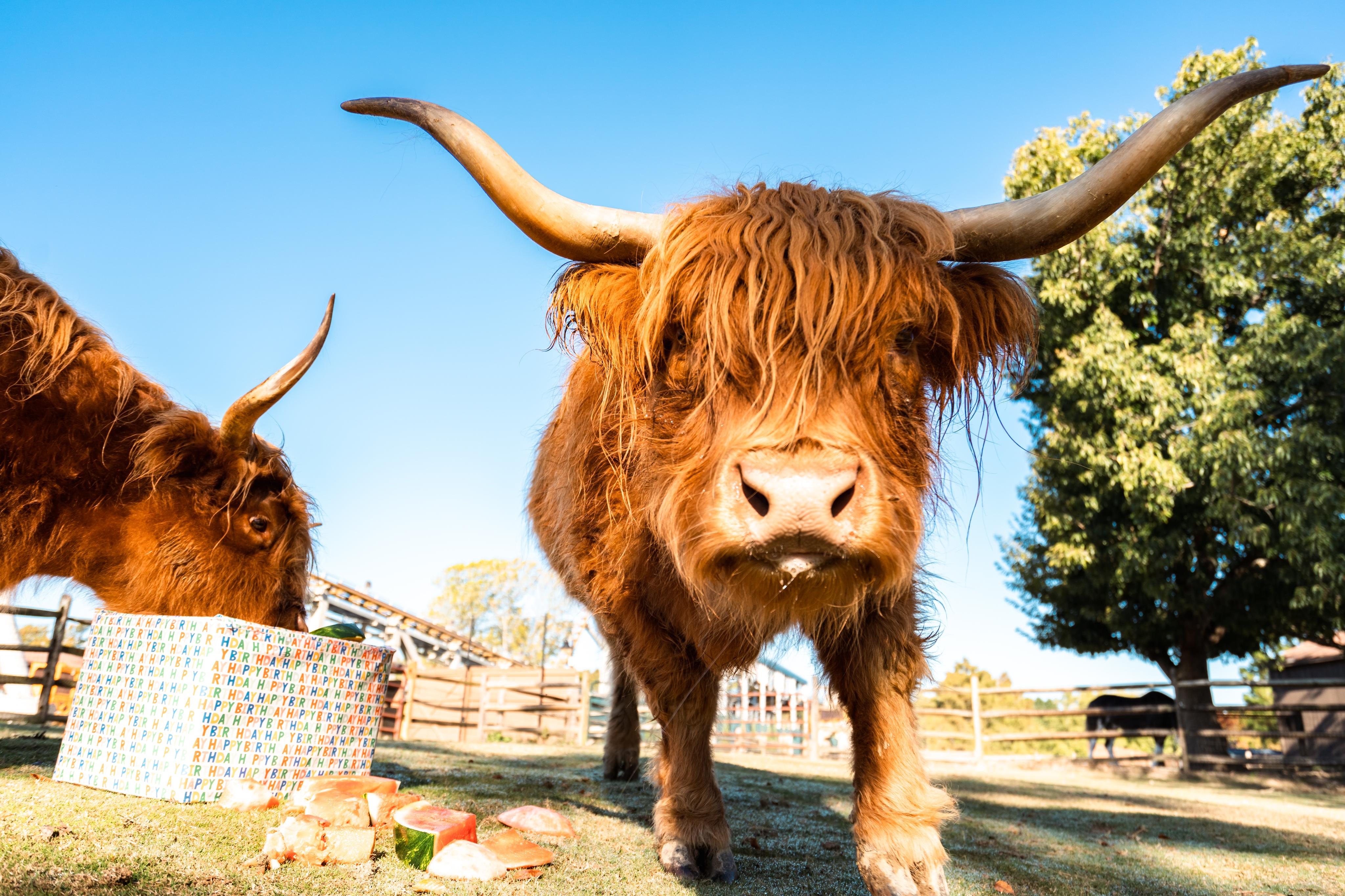 Scottish Highland Cattle  Busch Gardens Williamsburg