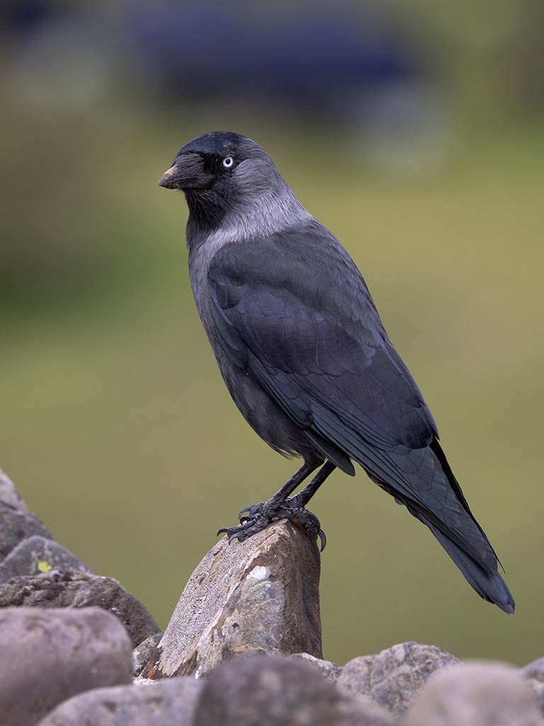 A haughty looking Jackdaw