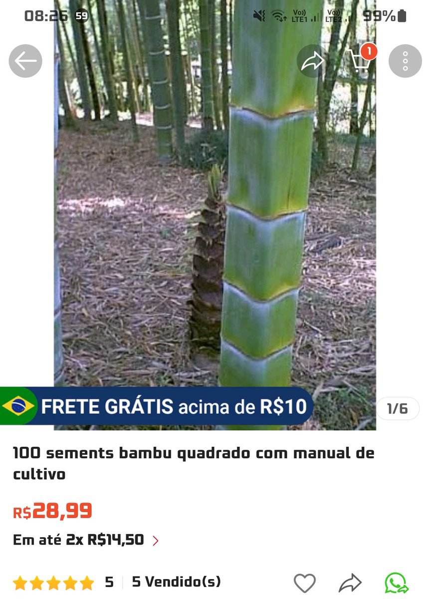 CesarJulio_RJ's tweet photo. Bom dia @Talitha_Morete pergunta por favor pro Murilo sobre o Bambu Quadrado. Gostaria de comprar pra plantar na casa dos meus pais. (Tem espaço) 😊👍🏻🌱
#ÉdeCasa #edecasa #TalithaMorete #MuriloSoares https://t.co/934Yy8PH0p
