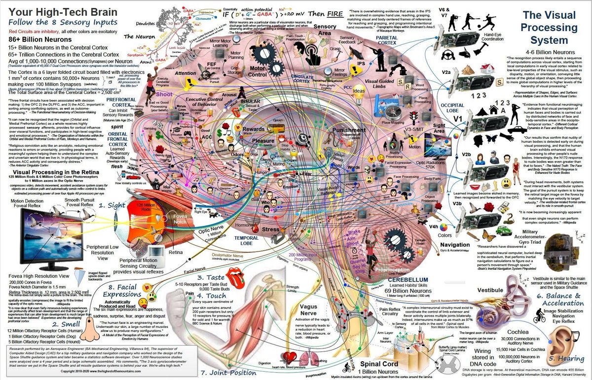 Brain and its functions in one image #neuroscience