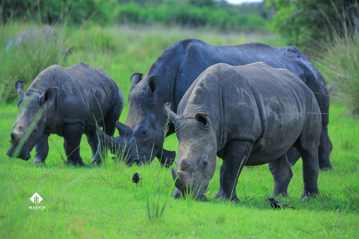 marvinmiles256's tweet photo. Embark on a magical journey to witness the majestic Rhinos at #ZiwaRhinoSanctuary ,

 The only place in Uganda where one can witness these endangered species
 It's a heartwarming conservation success, granting these incredible creatures the freedom to roam.
#ExploreUganda #Thisisug
#wildlifephotography 
#wildlife
#nature 

📸 @marvinmiles256