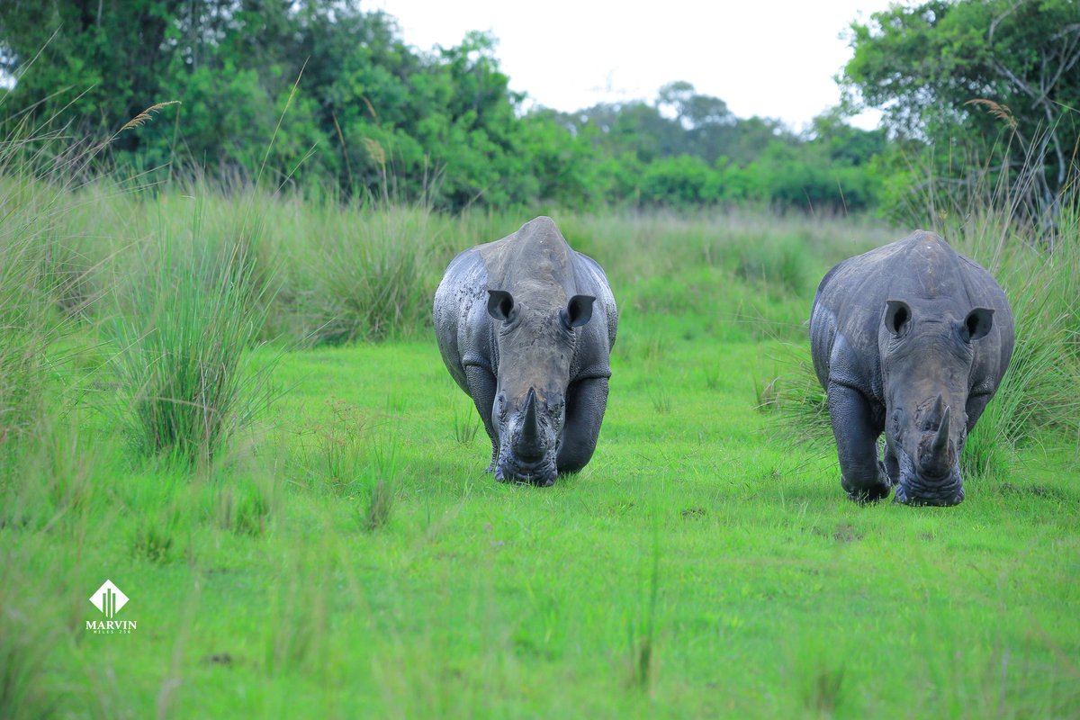 marvinmiles256's tweet photo. Embark on a magical journey to witness the majestic Rhinos at #ZiwaRhinoSanctuary ,

 The only place in Uganda where one can witness these endangered species
 It's a heartwarming conservation success, granting these incredible creatures the freedom to roam.
#ExploreUganda #Thisisug
#wildlifephotography 
#wildlife
#nature 

📸 @marvinmiles256