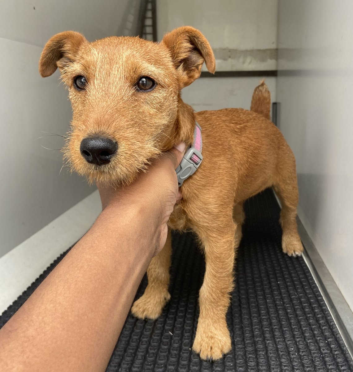Please retweet to HELP FIND THE OWNER OF THIS STRAY DOG FOUND #GUILDFORD #SURREY #UK 

Female Terrier Cross, no chip, found 12 October. Now in a council pound, she could be missing or stolen from another region. Please share widely 🌟🌟🌟
DETAILS👇
lostdogsuk.co.uk/lost-dogs/

#dogs