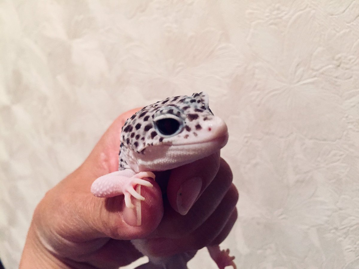 07bass18's tweet photo. レオパガールズは健在です🦎
#ヒョウモントカゲモドキ
#レオパードゲッコー
#マックスノーエクリプスエクリプス
#ギャ���クシー https://t.co/wjUt4aH0UP