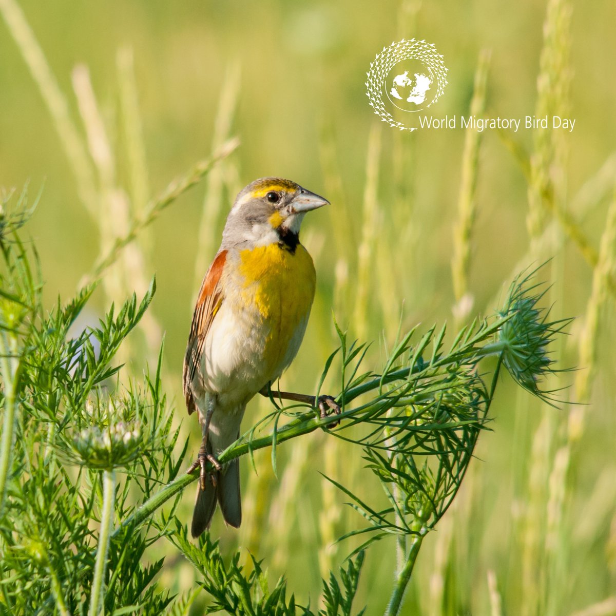 UN_Vienna's tweet photo. From breeding to resting, migratory birds rely on lakes, rivers, ponds and wetlands to survive their long journeys. But pollution and increasing human water demand are endangering their ecosystems. It's time for action to protect these habitats #WMBD23 - https://t.co/BTb3qldNBf https://t.co/WiY4R2S92J