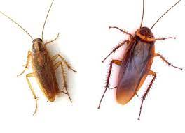 DatabaseGodFBA's tweet photo. @HellNaw4Life Laced with every kind of parasite known to man. Crustaceans eat the flesh of dead animals and CANNOT be consumed.  Furthermore, eating any form of crab or shrimp, you are eating basically eating 👇🏿 https://t.co/vTkaW32ELV