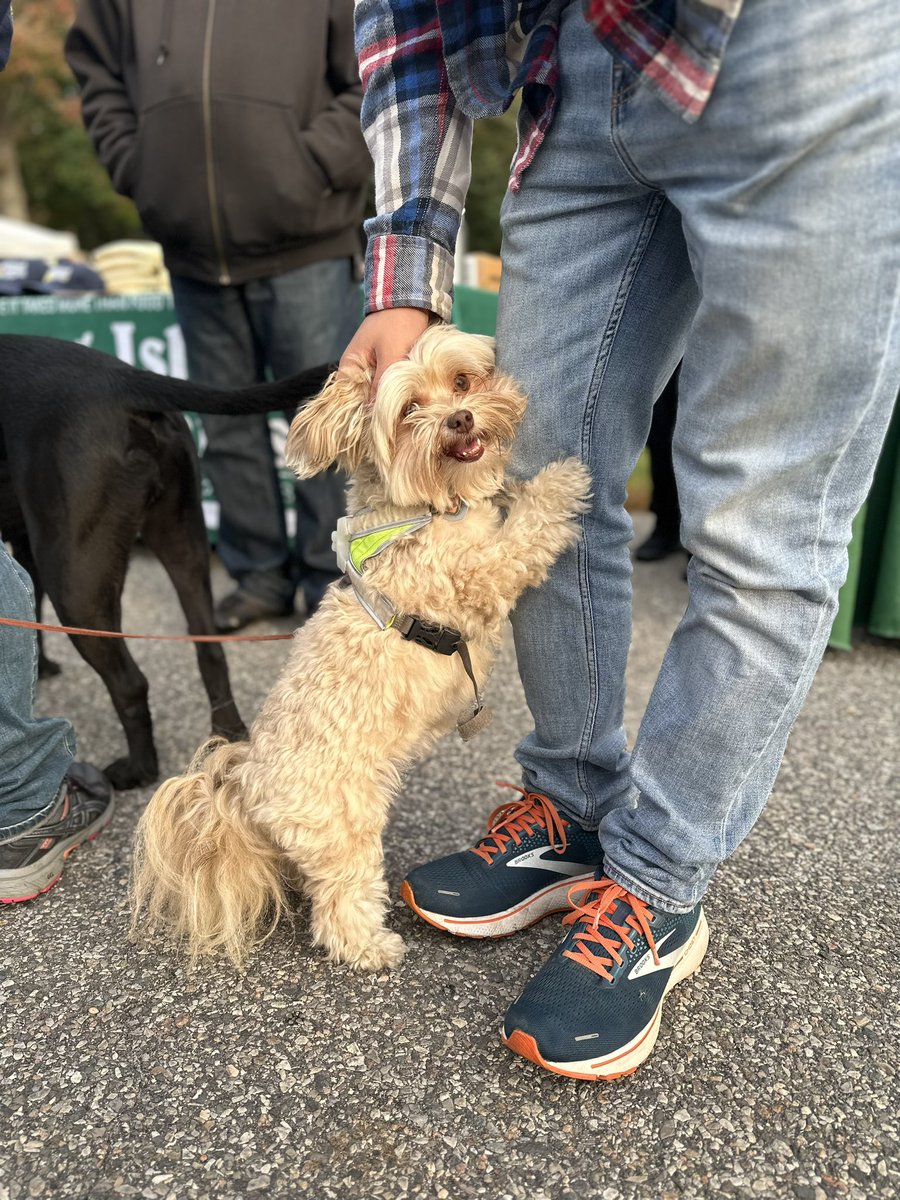 LongIslandCares's tweet photo. Paws Walk is starting! #Pawswalk https://t.co/wyPJwuyoB9
