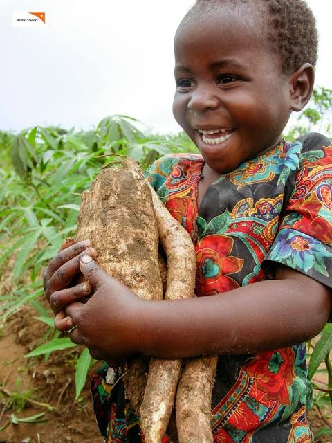 Cassava farming is one of the most profitable farming enterprise in Kenya.
Has a yield potential of over 20 tonnes per acre farmers with the least management.
How is market price? 
Farmworx.co.ke
#farmowrxkenya #cassavafarming 
|#MasculinitySaturday Guardian angel EPRA