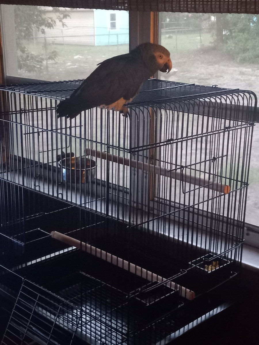 renzot1954's tweet photo. Cesar loves the new cage. https://t.co/4uhaJTdk4C