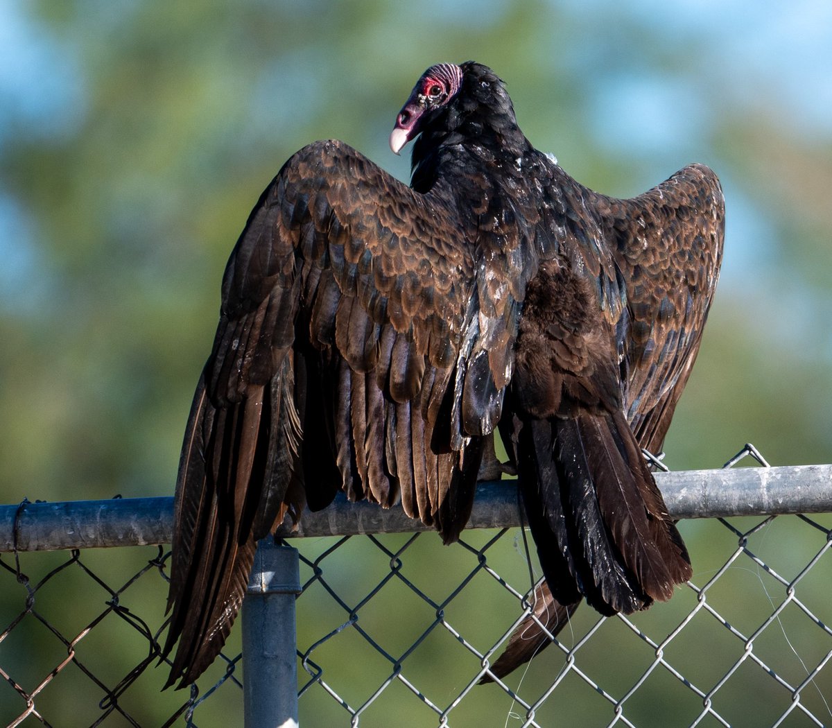 It’s #GlobalBigDay2023 Where are you birding today? Drop your photos in the comments… Turkey Vulture sunning