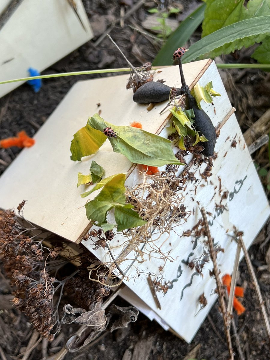 My students were so excited to place the ladybug habitats they made in STEAM, into our garden so our ladybugs could be released.  The ladybugs quickly made themselves at home! <a href="/ForestdaleES/">Forestdale ES</a> <a href="/FCPSRegion6/">FCPS Region 6</a> #ForestdaleStrong