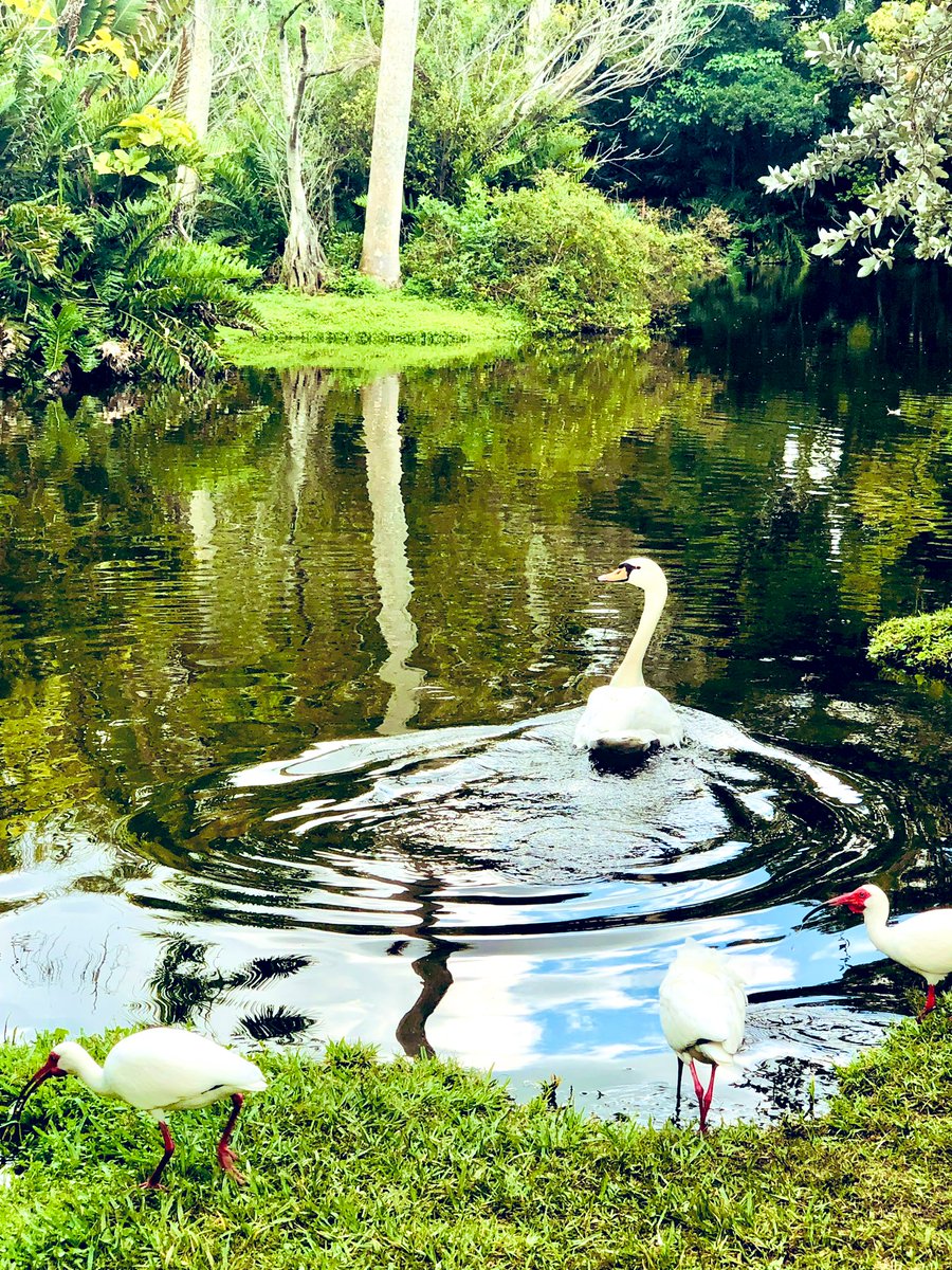 #Swan #BotanicGarden