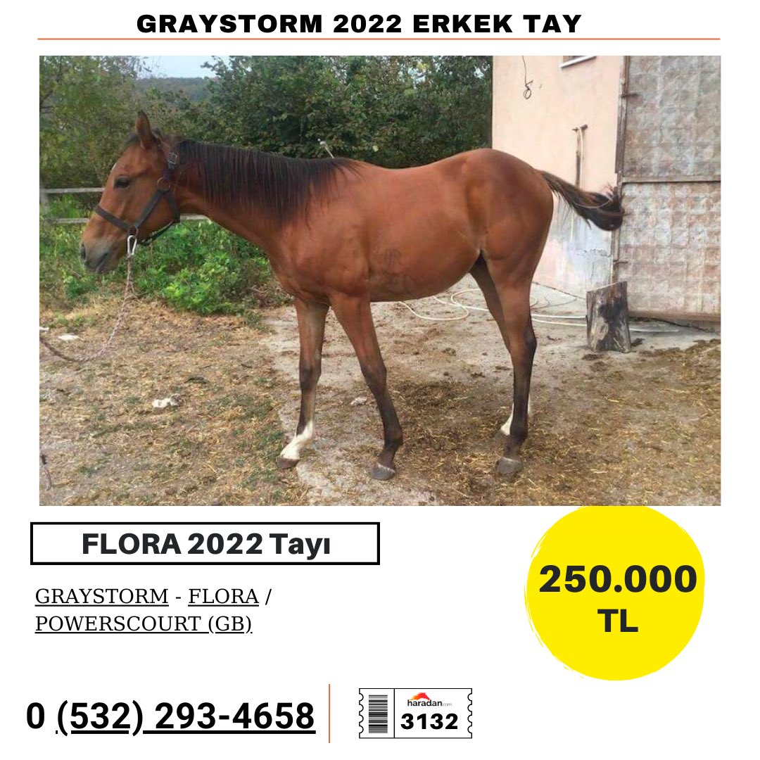 haradancom's tweet photo. GRAYSTORM 2022 ERKEK TAY
https://t.co/Px34YB4GtO
#satılıkat #tay #haradan #yarışatı https://t.co/7FoLZrcZZ3