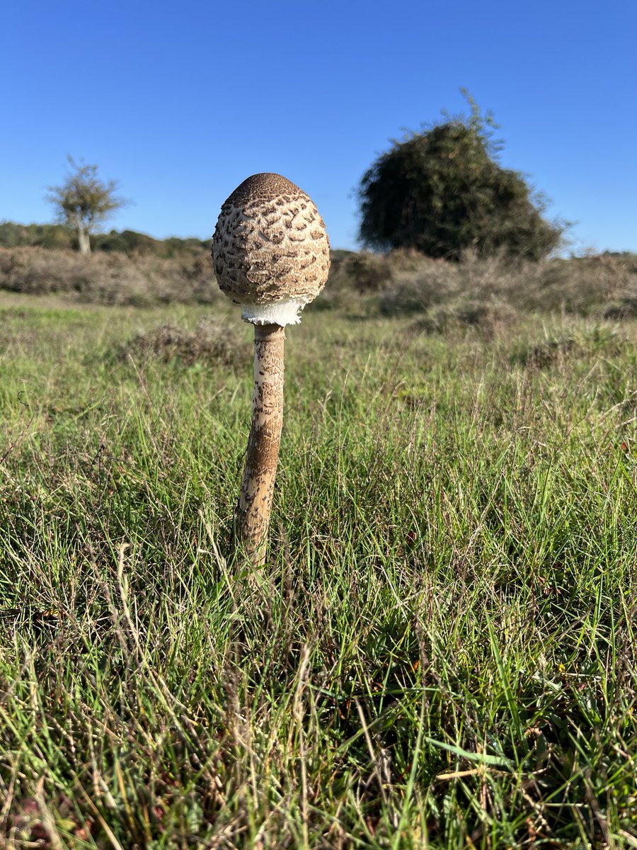 JudithASmith's tweet photo. Beautiful fungi today around Suffolk Heaths…..👌 https://t.co/2YPB7Nj944