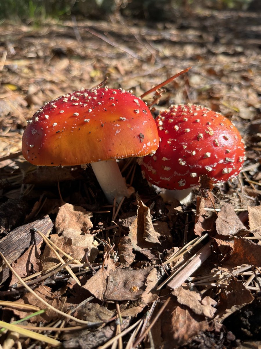 JudithASmith's tweet photo. Beautiful fungi today around Suffolk Heaths…..👌 https://t.co/2YPB7Nj944