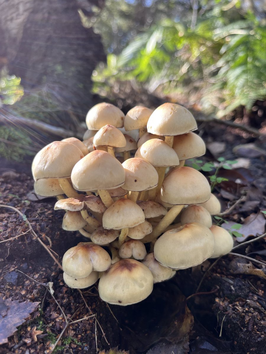 JudithASmith's tweet photo. Beautiful fungi today around Suffolk Heaths…..👌 https://t.co/2YPB7Nj944
