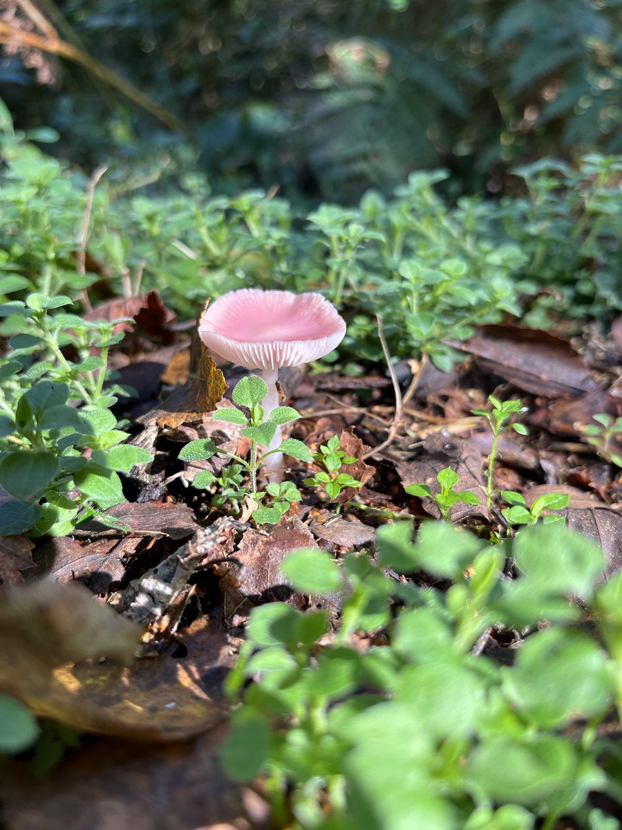 JudithASmith's tweet photo. Beautiful fungi today around Suffolk Heaths…..👌 https://t.co/2YPB7Nj944