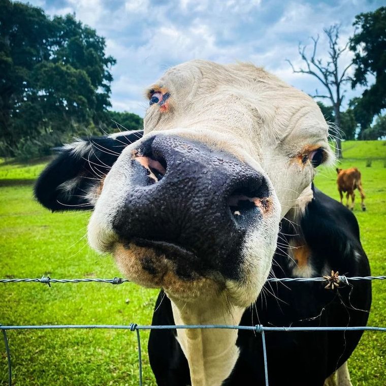 CowoftheDay1's tweet photo. 📅 20th October 2023
🐮 Felix
🏷️ Instagram/crittercreekfarmsantuary
💕 #animaloftheday https://t.co/altqth85be