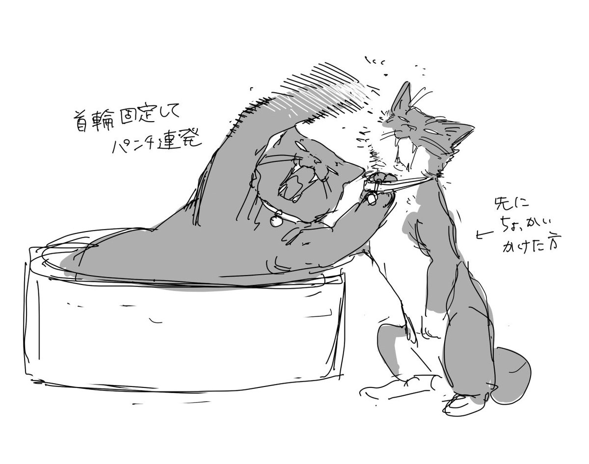 猫の挙動覚書