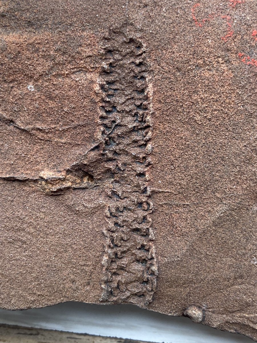 About 5 cm long and from the Ordovician of Queensland, this specimen is labelled as a trace fossil but does anyone recognise the ichnogenus?