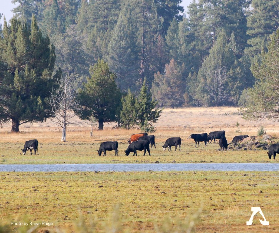 FreeWildHorses's tweet image. Did you know that a recent study from the Public Employees for Environmental Responsibility (PEER) found that livestock outnumber wild horses and burros on public lands by more than 125:1? 
#wetlands #cattleindustry #publicnarrative #wildliferemoval