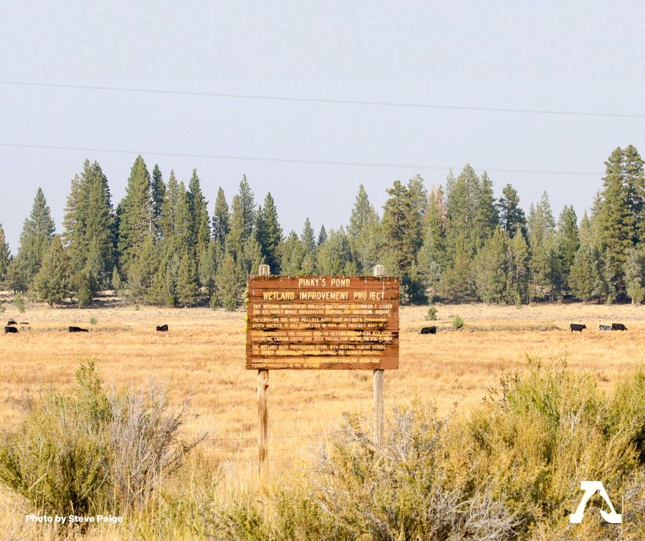FreeWildHorses's tweet image. Did you know that a recent study from the Public Employees for Environmental Responsibility (PEER) found that livestock outnumber wild horses and burros on public lands by more than 125:1? 
#wetlands #cattleindustry #publicnarrative #wildliferemoval