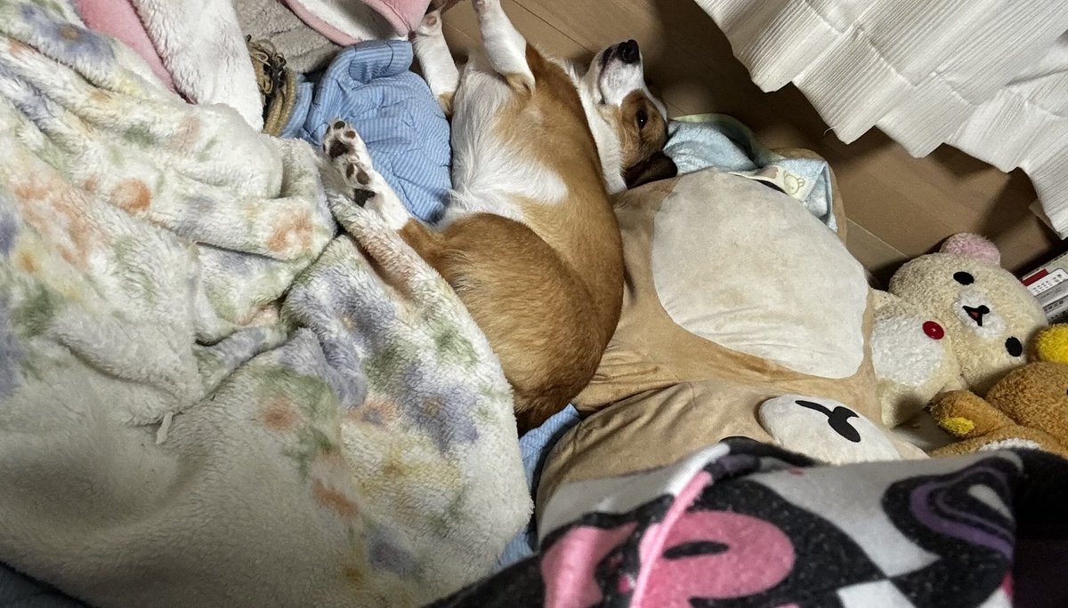 お友達のリラックマと寝てる（笑）
そして布団ぐちゃぐちゃにしやがったー（笑）まぁいいか（笑）

#コーギー #Corgi  #コーギーのいる暮らし #子犬 #お友達募集中 #LGBTQ