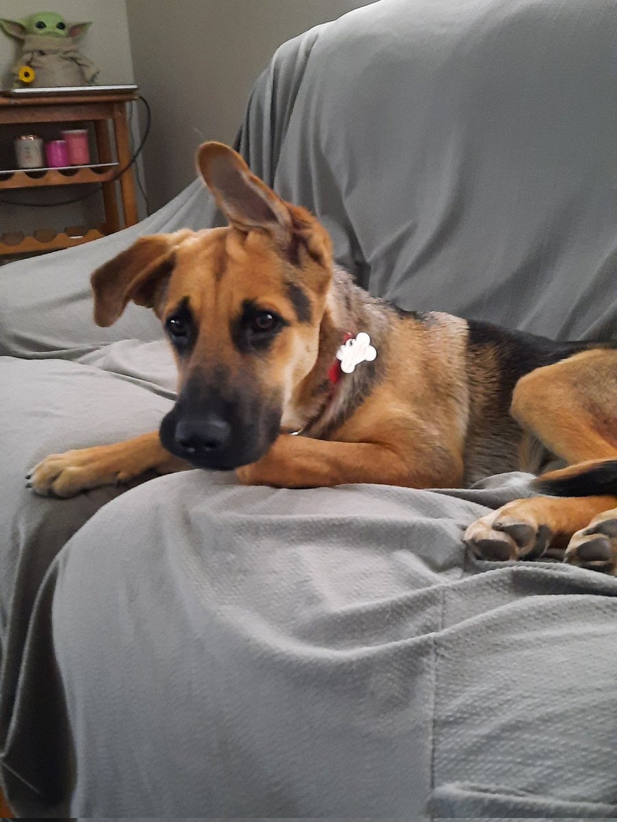 Dog Star Rambo and the rest of the adoptable pups will be hanging out at our Headquarters 12 Tobey Road , Bloomfield from 12-2. A wide array of dogs looking for their forever homes!