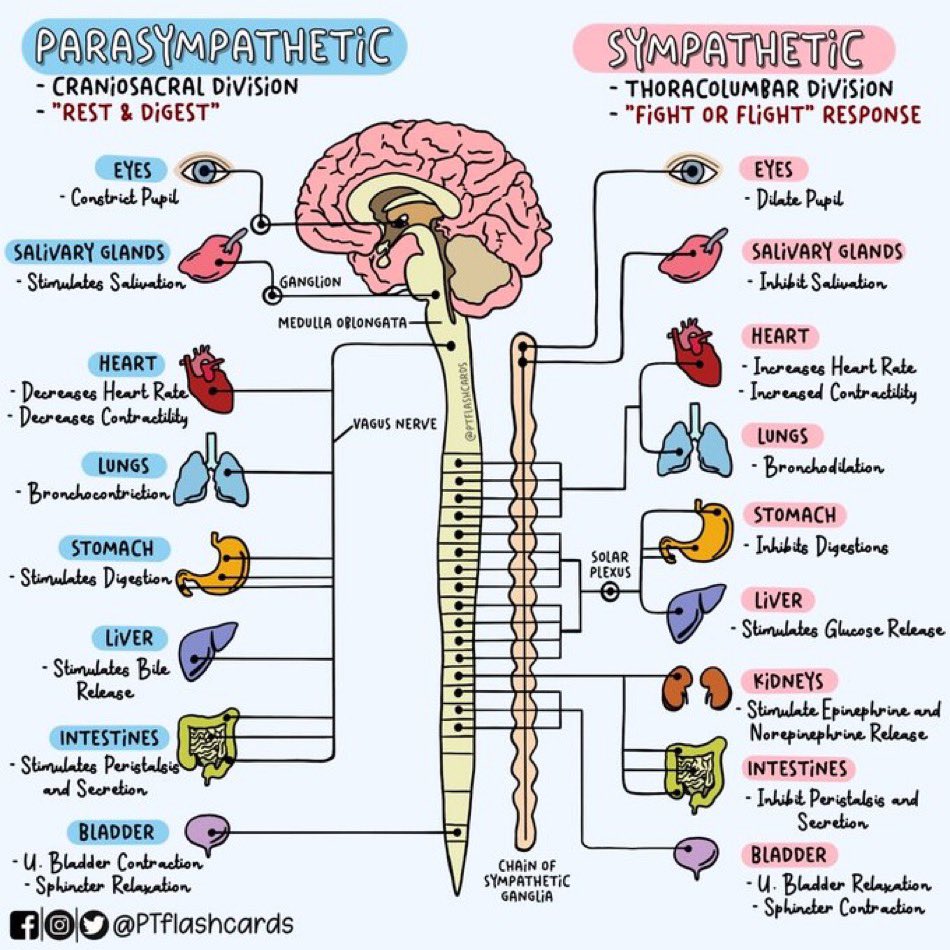 __mnemonics's tweet photo. Simple Summary of Autonomic nervous system: 🌟

#Neurology https://t.co/ryRcFs4ffV