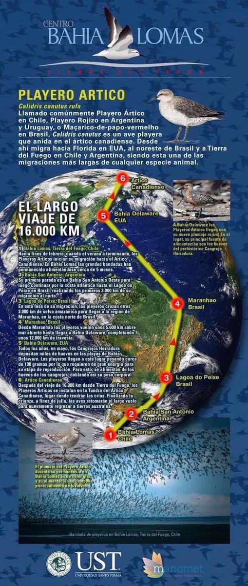 En el #WorldMigratoryBird comparto la migración del Playero ártico que vuela 16.000km desde el Ártico a Tierra del Fuego, para llegar a Bahía Lomas (Chile) el sitio de invernada más importante de toda Sudamérica. Misma distancia vuela de regreso. Infografía del <a href="/cbahialomas/">Centro Bahia Lomas</a>