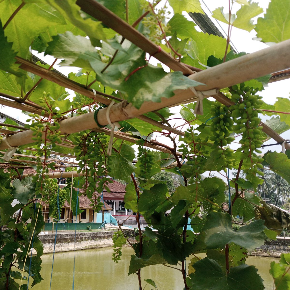 Pagiiii..... 
Asyiknya pagi2 dah liat pentil2 bermunculan
Kenapa ya pentil itu selalu menyenangkan, mau dipegang takut mereka ujug2 gede ah
.. 
.. 
Lagi2 mesti bersyukur ga henti2 kepada yg memberikan hidup
Alhamdulillah