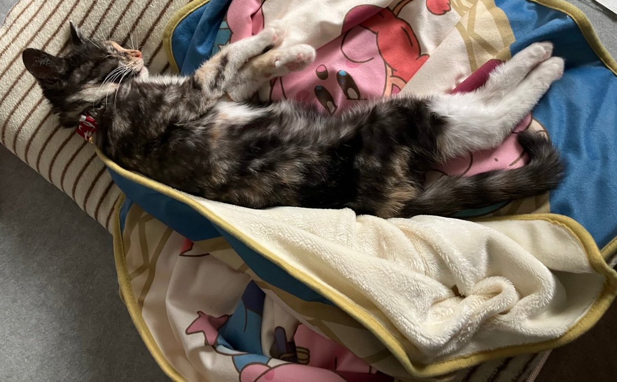 sed0922's tweet photo. うちの姫が本日1歳になりました。
保護猫なので正確な誕生日は不明ですが獣医さんの見立です。
大きくなったね。
いつも幸せをくれてありがとう。
#保護猫 #サビ猫 #名前はわさびです https://t.co/9yBOLrVysB